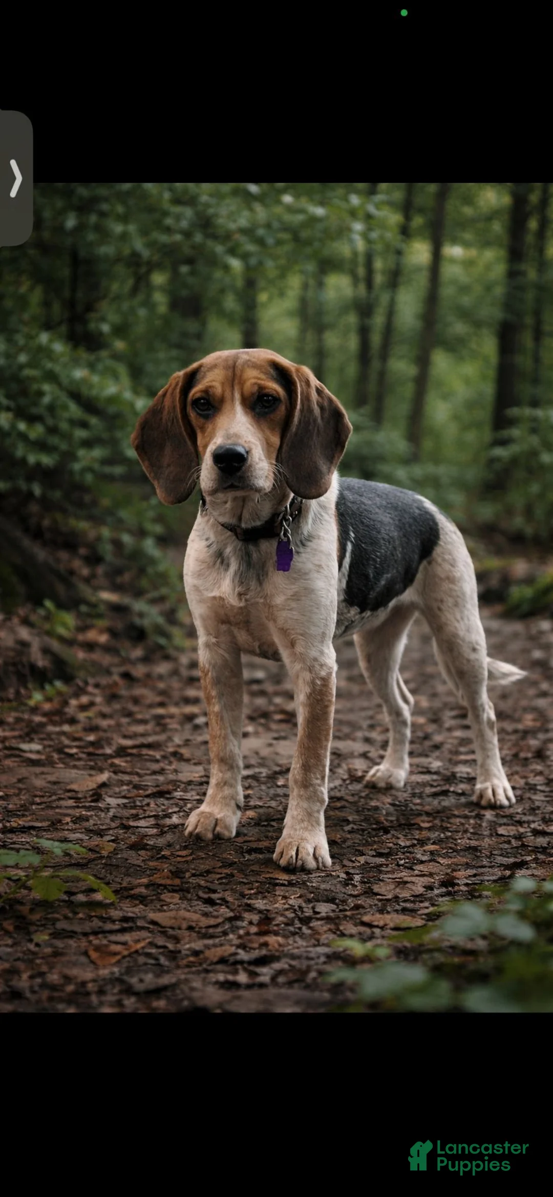 Beagle dogs for sale: Girl 3 - Ad 2