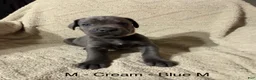 Cane Corso dogs for sale: Cream - Ad 2