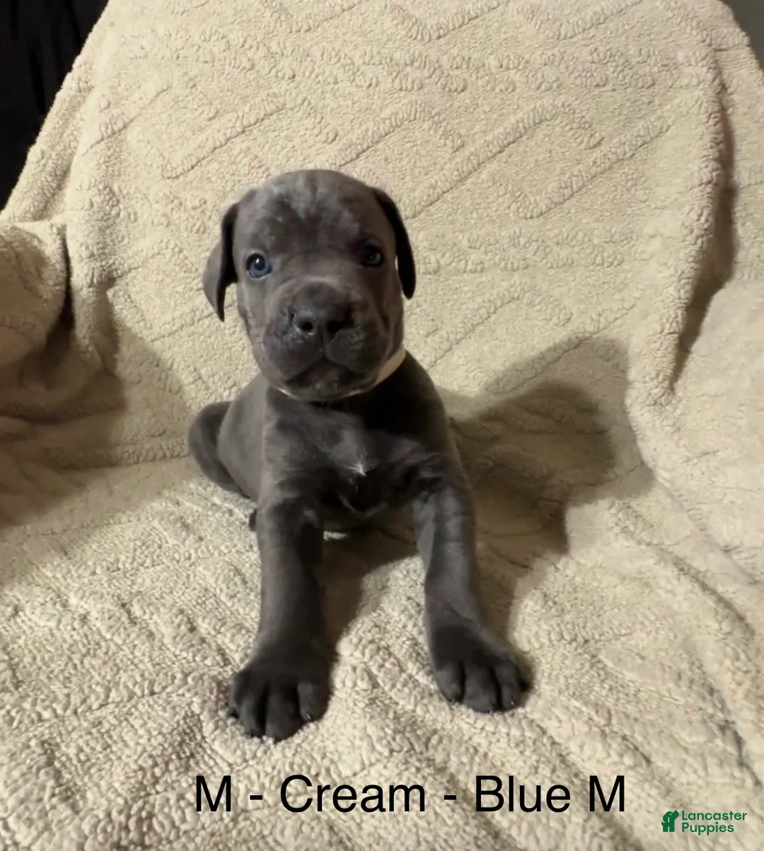 Cane Corso dogs for sale: Cream - Ad 2