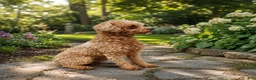 Toy Poodle dogs for sale: Chico - Ad 14