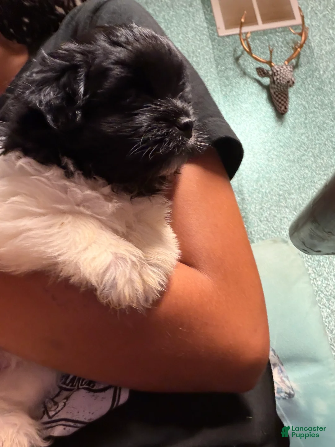 Mixed Breed dogs for sale: Mixed Breed 1 - Ad 2