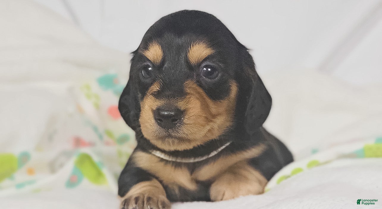 Miniature Dachshund dogs for sale: Cheese - Ad 3