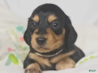 Miniature Dachshund dogs for sale: Cheese - Ad 3