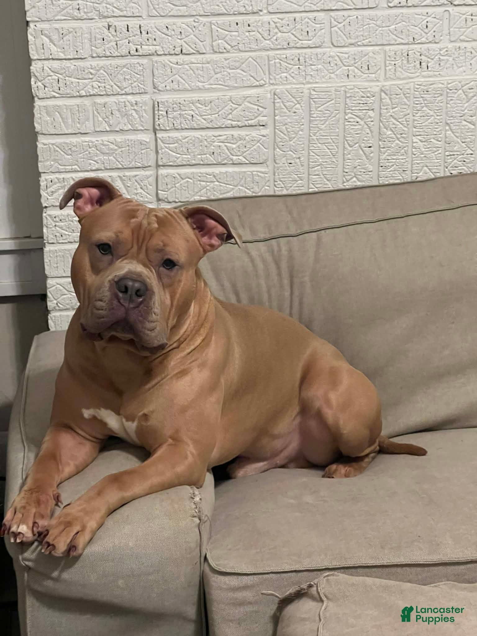 American Bully dogs American Bully Puppy 1 - Ad 40