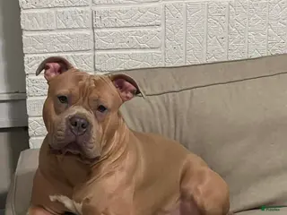 American Bully dogs American Bully Puppy 1 - Ad 40