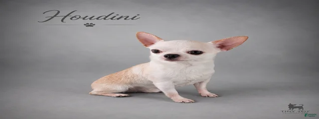 Hudini