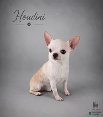 Hudini