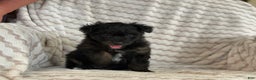 Pomapoo dogs for sale: Lonnie - Ad 8