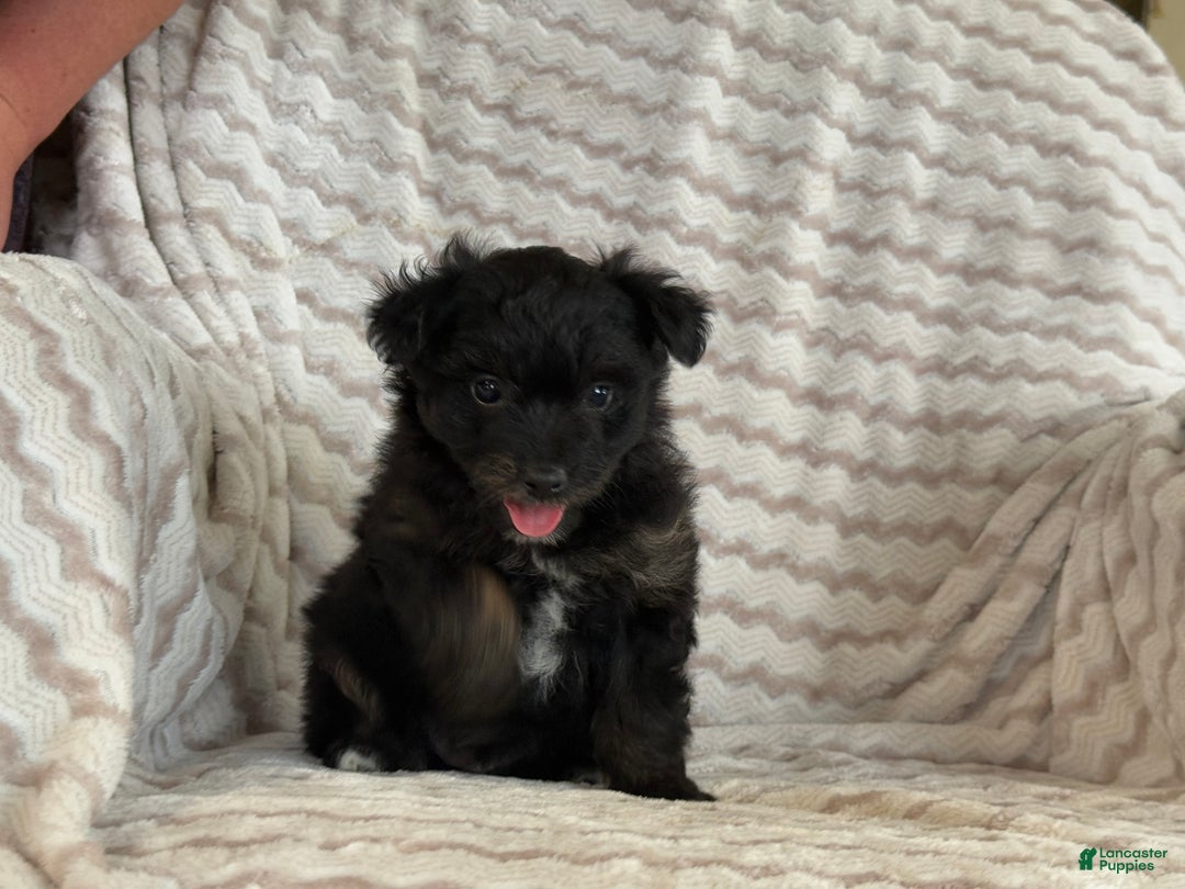 Pomapoo dogs for sale: Lonnie - Ad 8