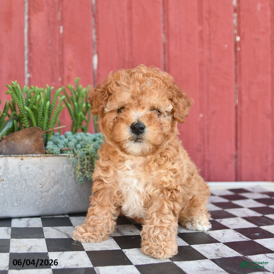Toy Poodle dogs for sale: Sage  - Ad 1