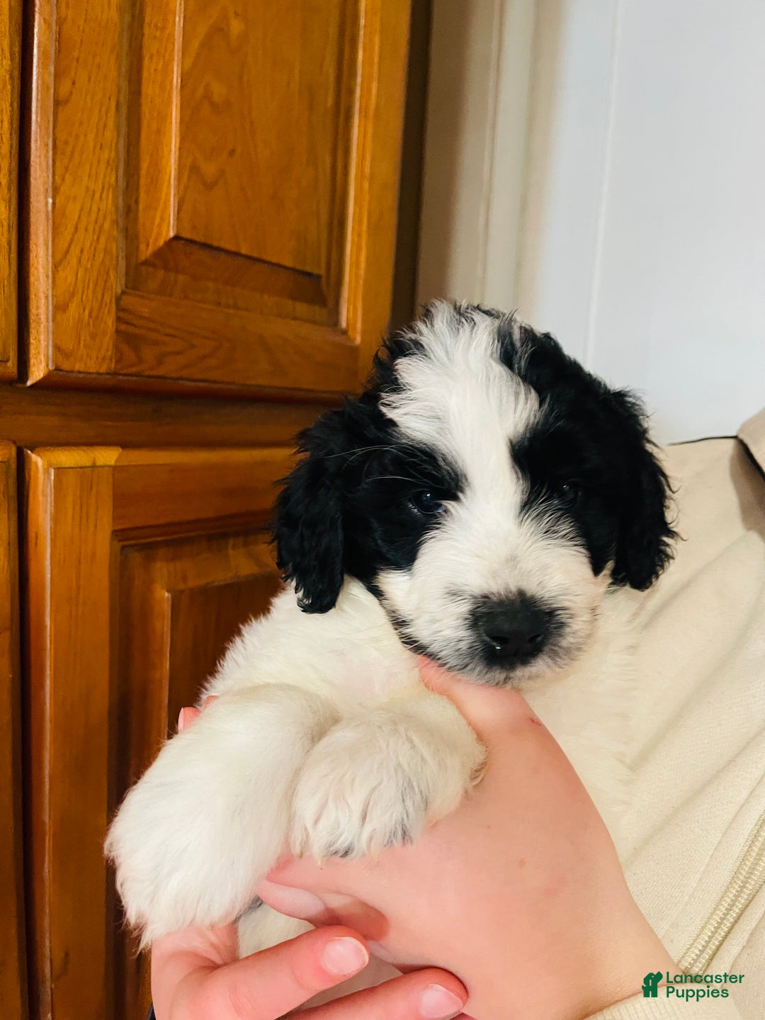 Mixed Breed dogs for sale: Lily - Ad 1