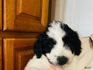 Mixed Breed dogs Lily - Ad 36