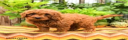 Cavapoo dogs for sale: Turbo - Ad 4