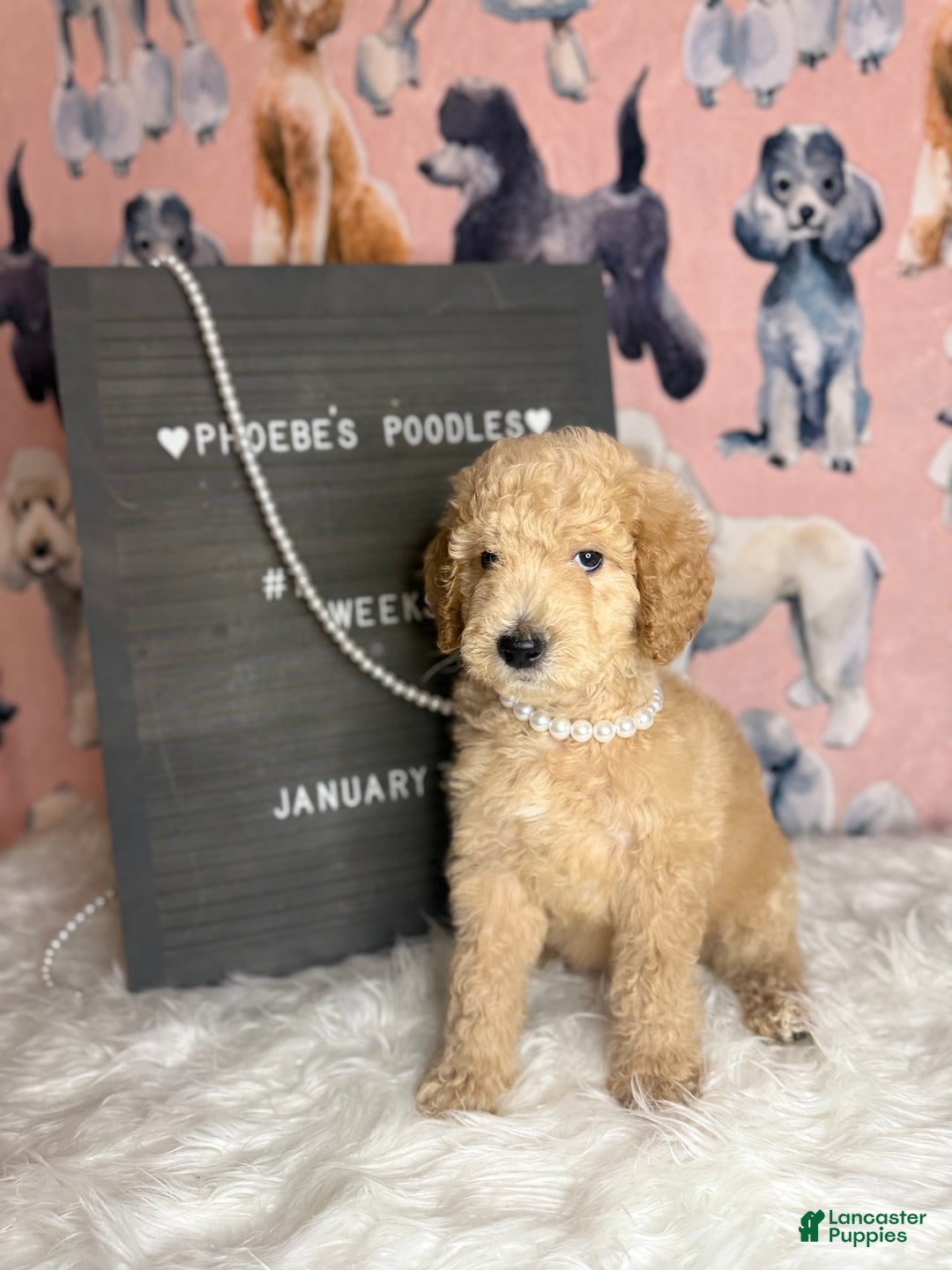Standard Poodle dogs for sale: Standard Poodle Puppy 6 - Ad 3