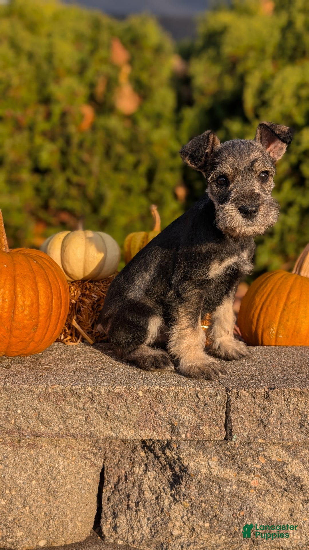 Miniature Schnauzer dogs for sale: Apollo - Ad 3