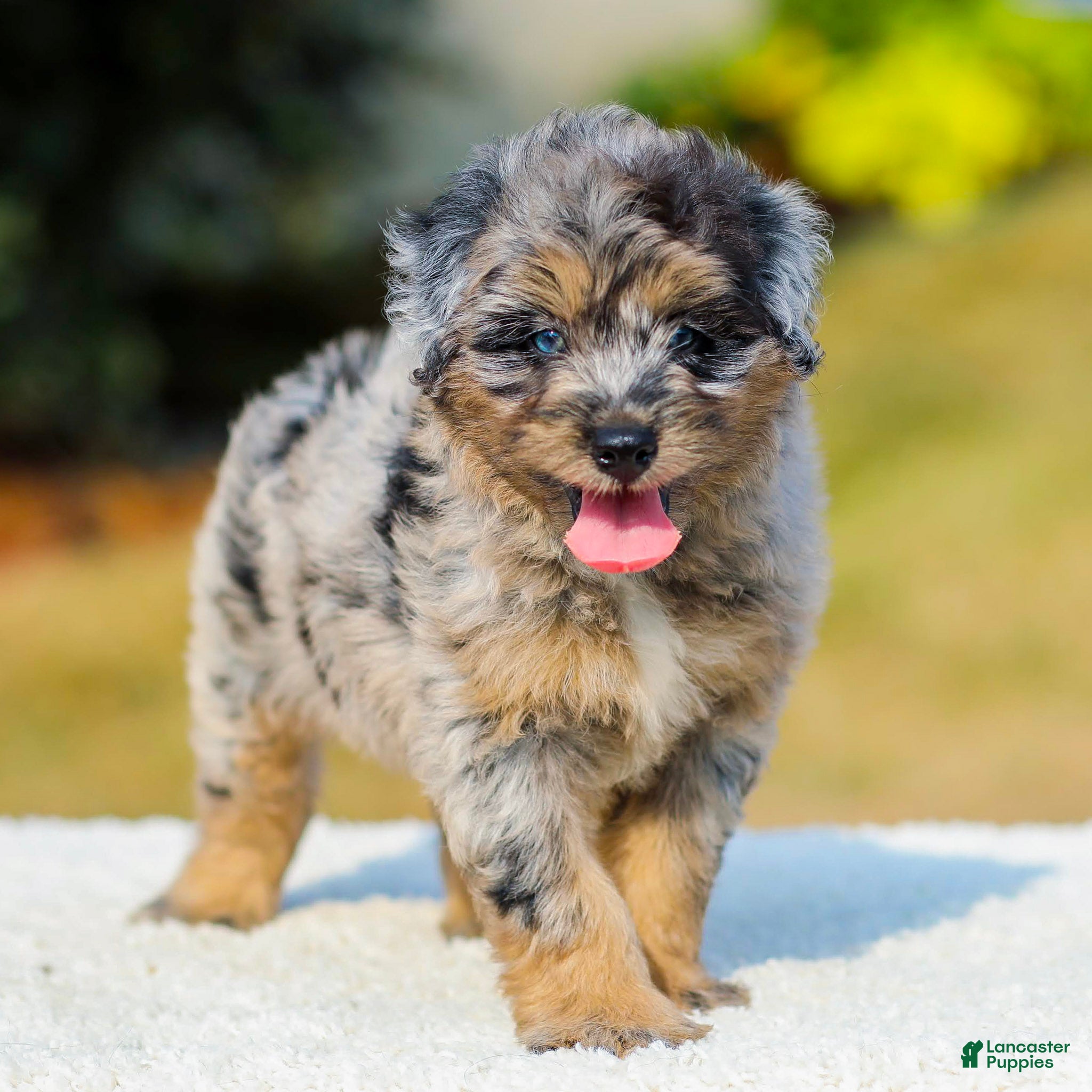 Mini Aussiedoodle dogs Fido - Ad 2