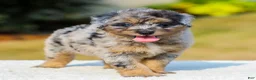 Mini Aussiedoodle dogs for sale: Fido - Ad 2