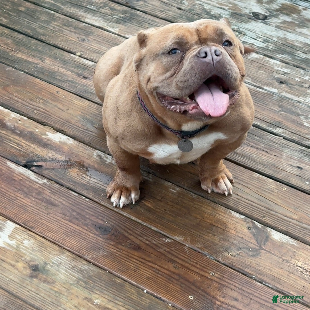 American Bully dogs Saweetie - Ad 1