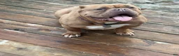 American Bully dogs for sale: Saweetie - Ad 5