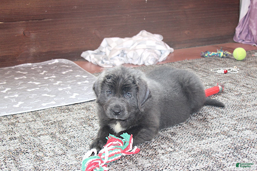 Newfoundland dogs for sale: Dolly - Ad 9