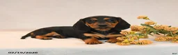Miniature Dachshund dogs for sale: Olivia - Ad 5