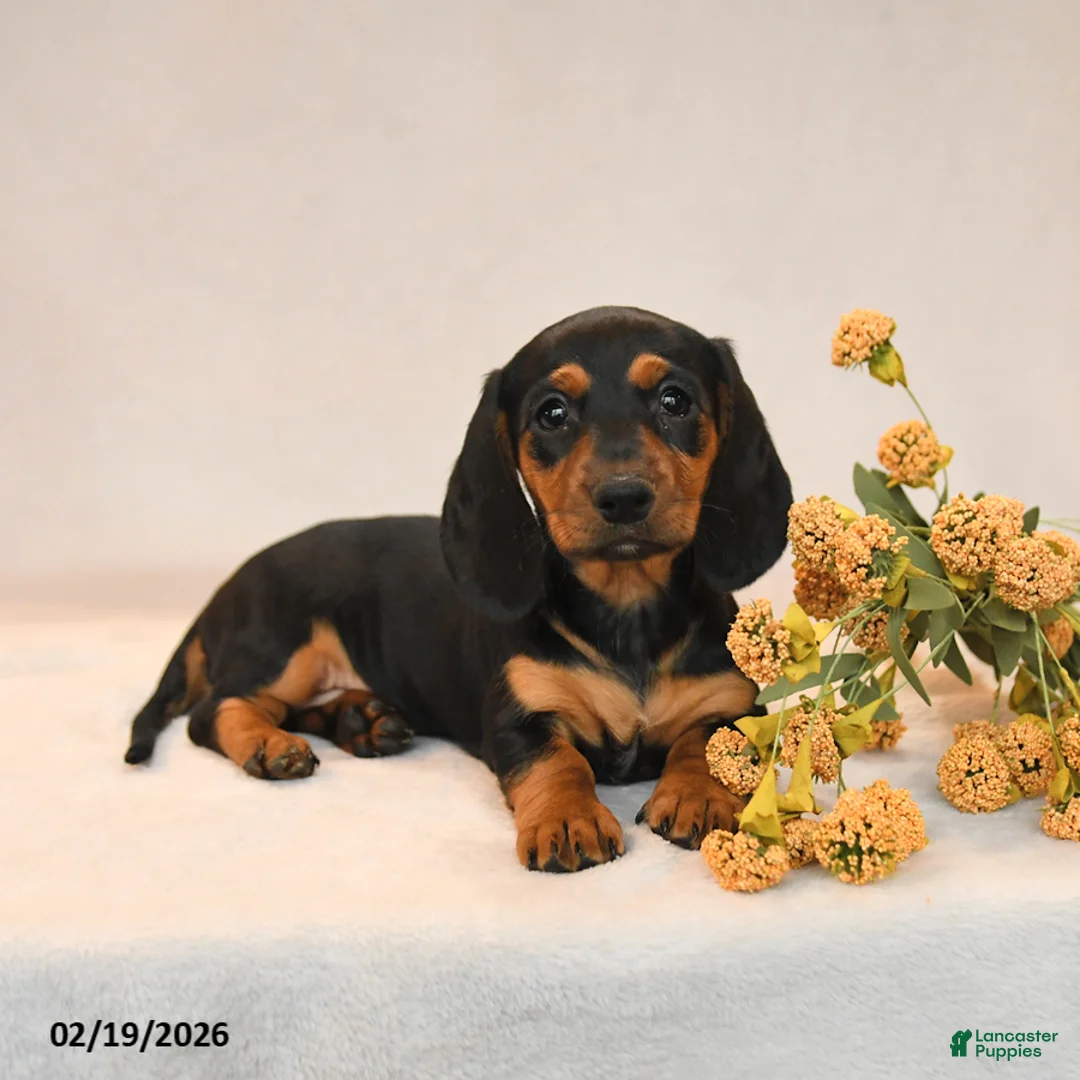 Miniature Dachshund dogs for sale: Olivia - Ad 5