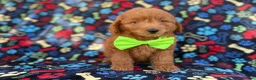 Mini Goldendoodle dogs for sale: Logan - Ad 8