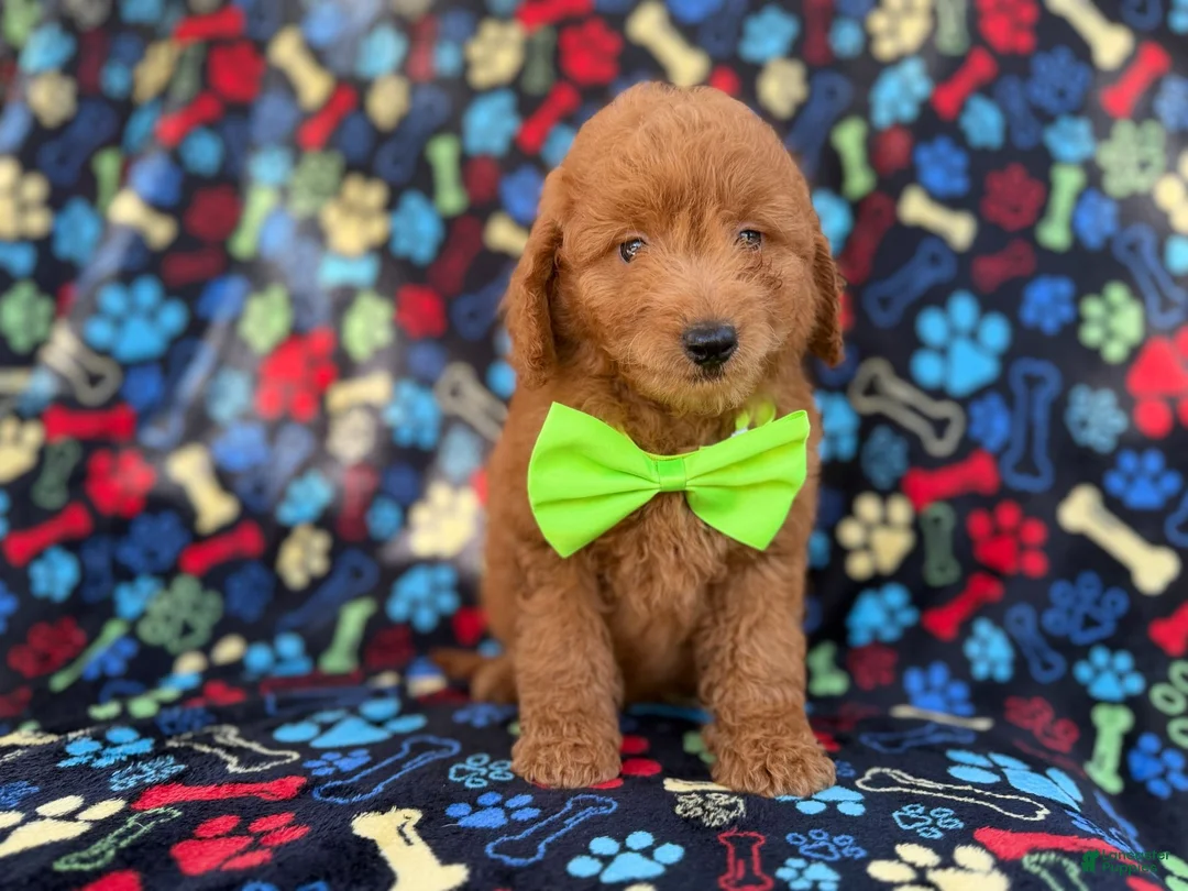 Mini Goldendoodle dogs for sale: Logan - Ad 8