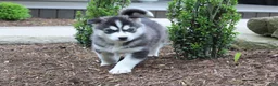 Siberian Husky dogs for sale: Diesel - Ad 1