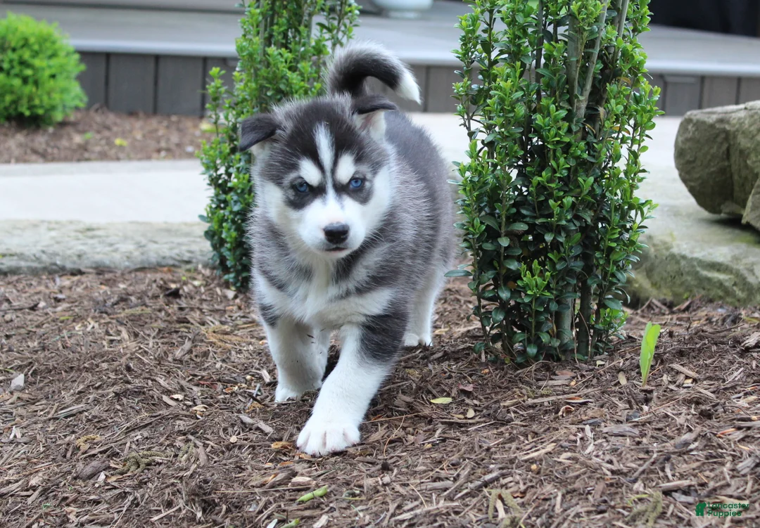 Siberian Husky dogs for sale: Diesel - Ad 1