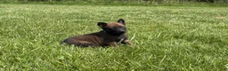 Belgian Malinois dogs for sale: Jackson - Ad 10