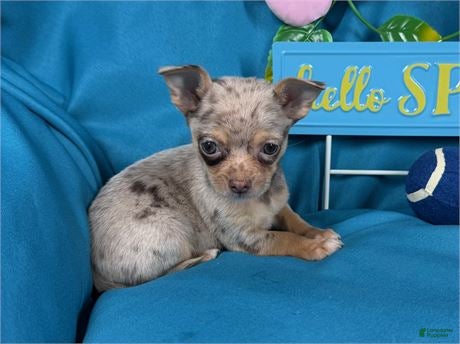 Chihuahua dogs Chihuahua Puppy 1 - Ad 2