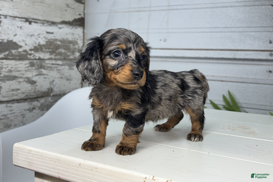 Miniature Dachshund dogs for sale: Gina - Ad 2