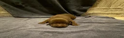 Labrador Retriever dogs for sale: Marnie - Ad 4