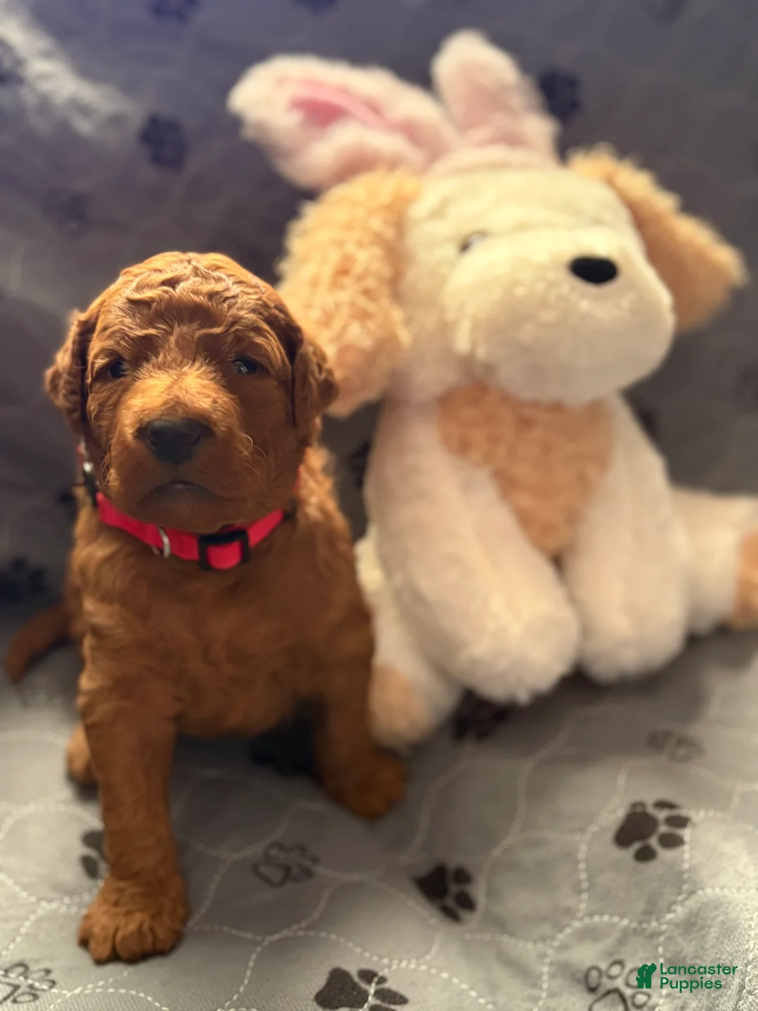 Goldendoodle dogs for sale: Elsa - Ad 1