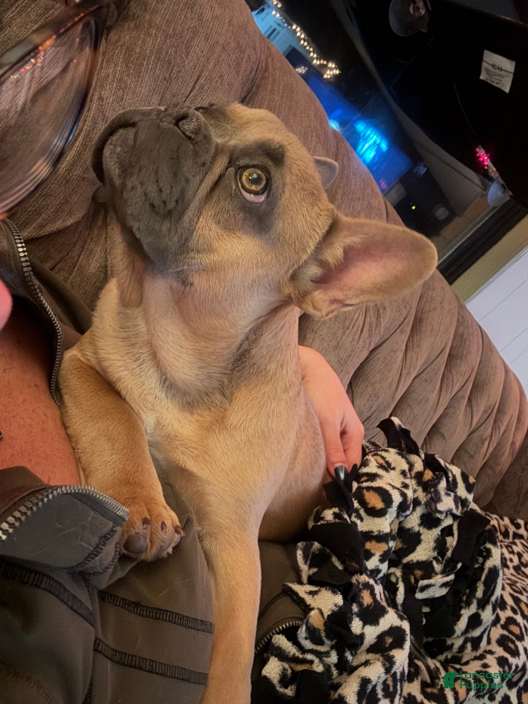 French Bulldog dogs for sale: Susan - Ad 4