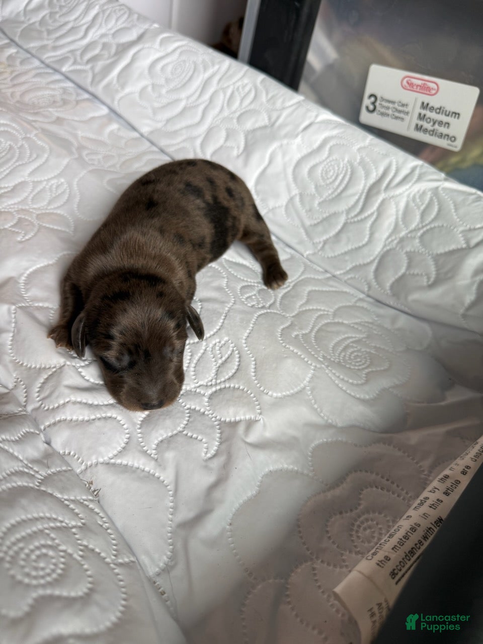 Miniature Dachshund dogs Colonel - Ad 1