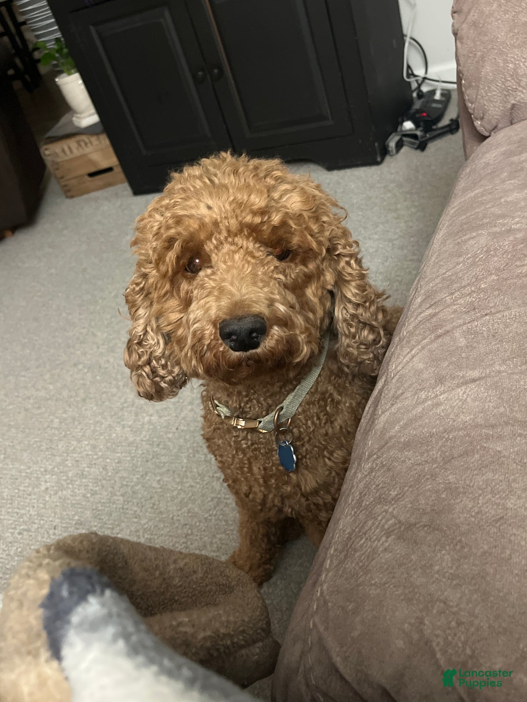 Mini Goldendoodle dogs for sale: Mini Goldendoodle Puppy 4 - Ad 4