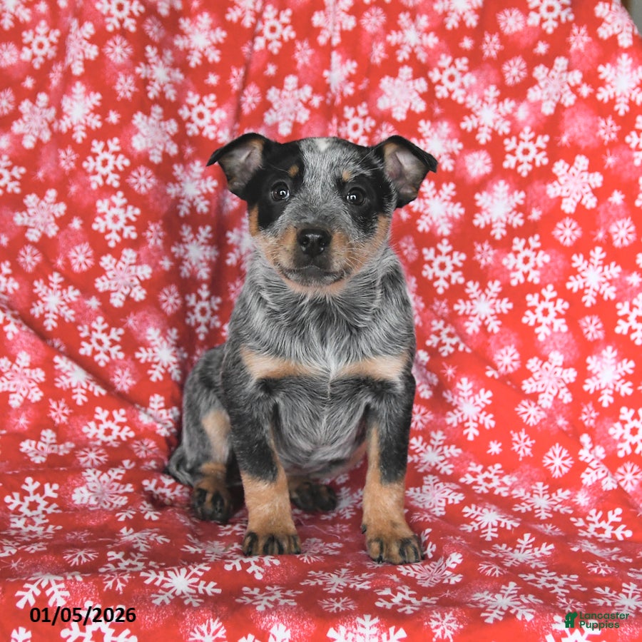 Australian Cattle Dog dogs Jade - Ad 8