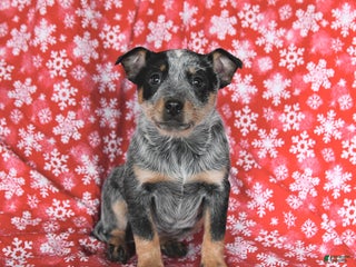 Australian Cattle Dog dogs Jade - Ad 2