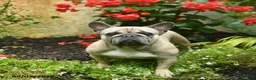 French Bulldog dogs for sale: Bafi  - Ad 3
