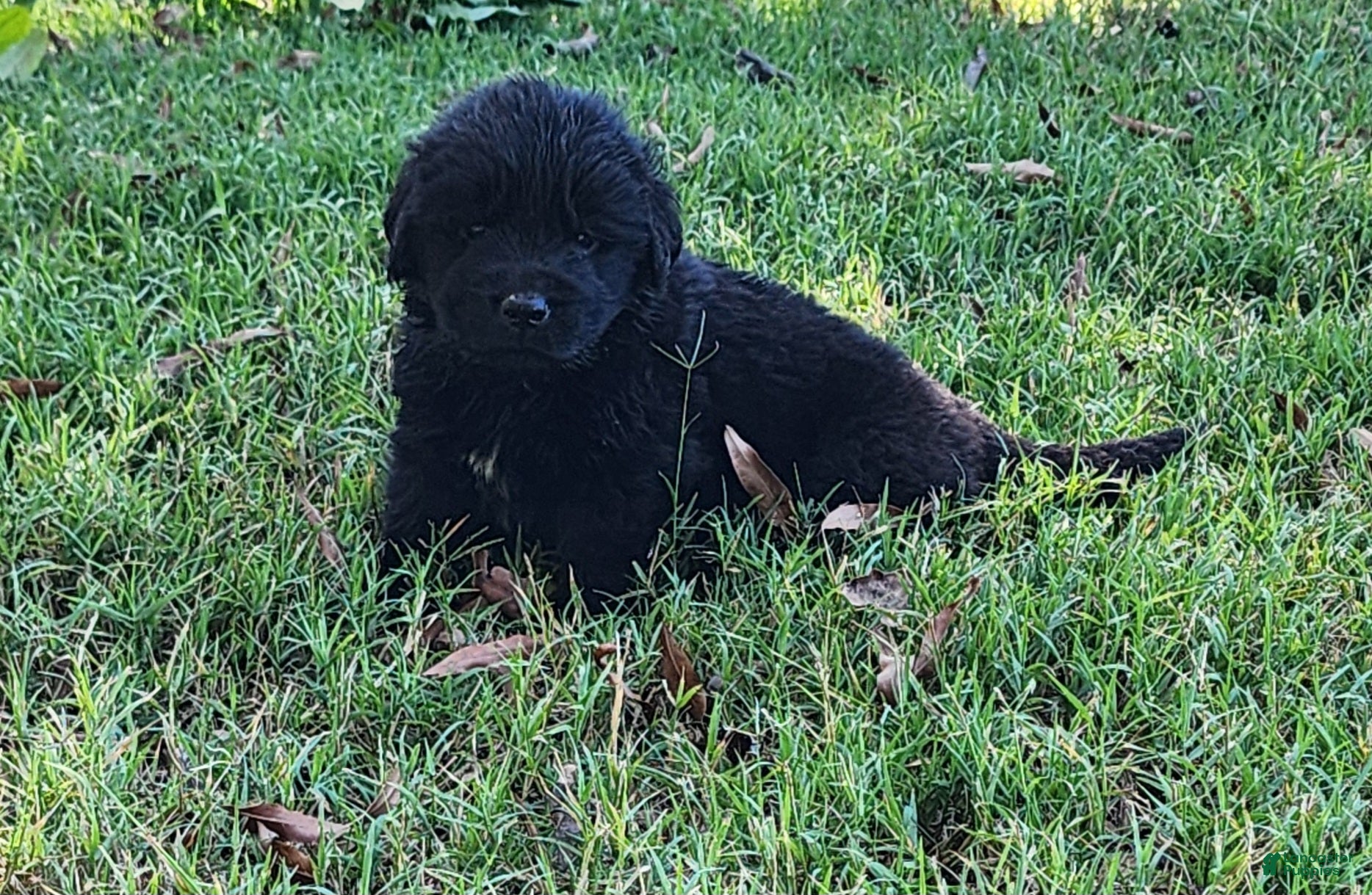 Newfoundland dogs for sale: Tan - Ad 2