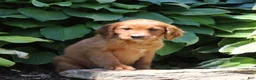 Irish Doodle dogs for sale: Regina - Ad 3