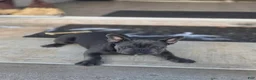 French Bulldog dogs for sale: Blue - Ad 3