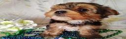 Yorkshire Terrier dogs for sale: Benson - Ad 3