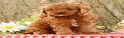 Cavapoo dogs for sale: Jimmy - Ad 3