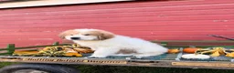 Great Pyrenees dogs for sale: Rover - Ad 8