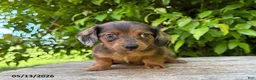 Dachshund dogs for sale: Romeo - Ad 2