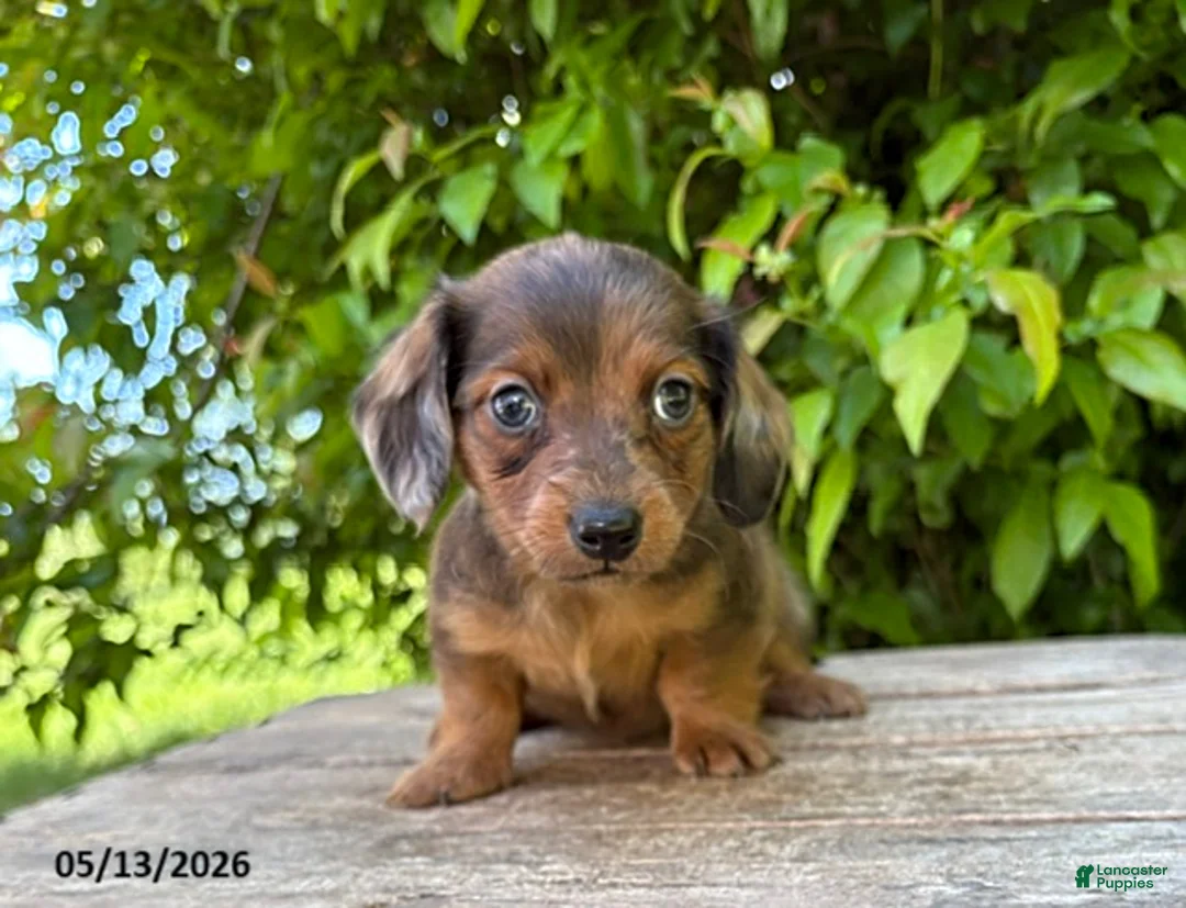 Dachshund dogs for sale: Romeo - Ad 2