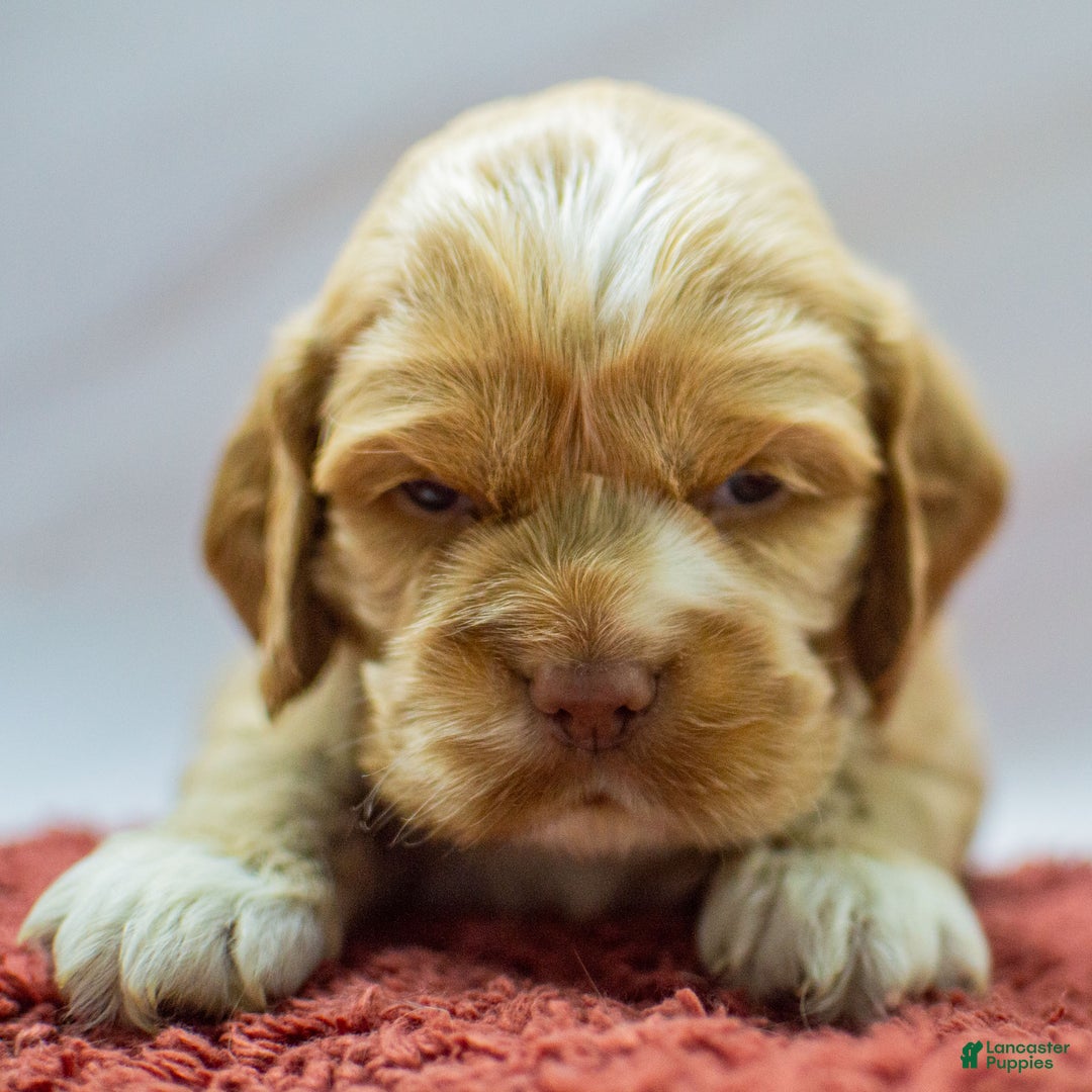 Cocker Spaniel dogs for sale: Neeko - Ad 2